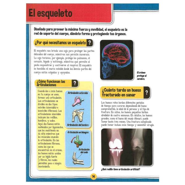 El Fascinante Cuerpo Humano - Imagen 3