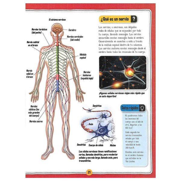 El Fascinante Cuerpo Humano - Imagen 2