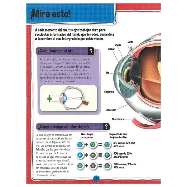 El Fascinante Cuerpo Humano - Imagen 4