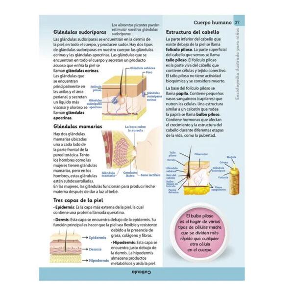 Enciclopedia Ilustrada Cuerpo Humano - Imagen 2