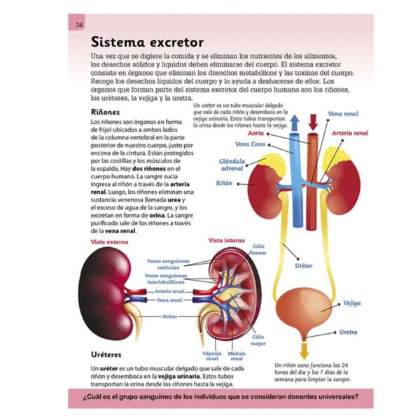 Enciclopedia Ilustrada Cuerpo Humano - Imagen 3